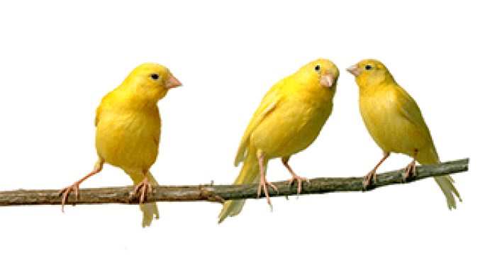 watch-out-for-the-canaries.png