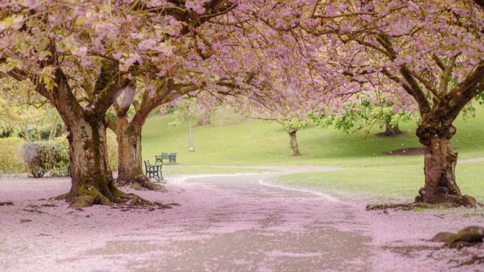 Cherry blossom trees