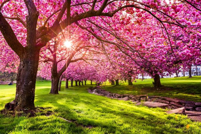 Cherry trees in April
