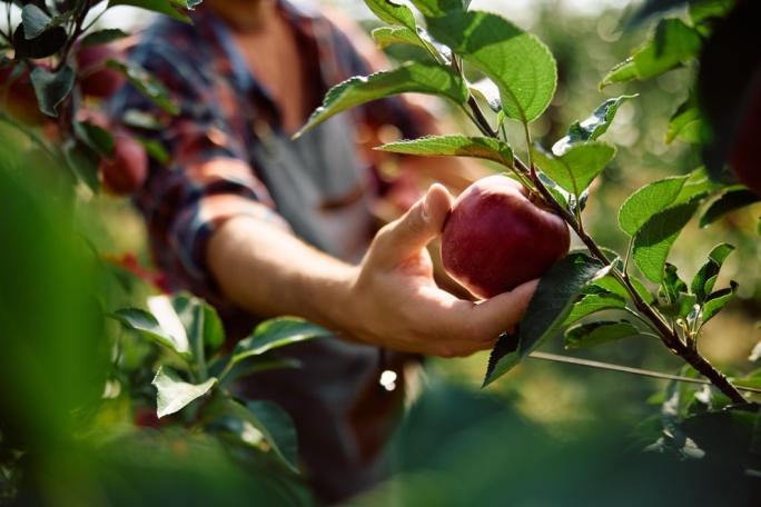 Man picking apples