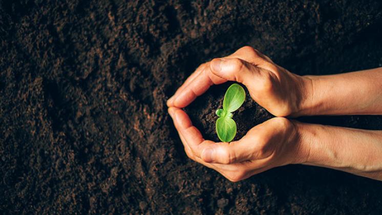 hands holding seedling in soil