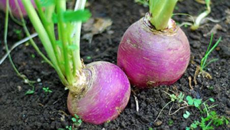 Turnip_small.jpg