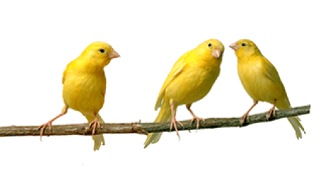 watch-out-for-the-canaries.png