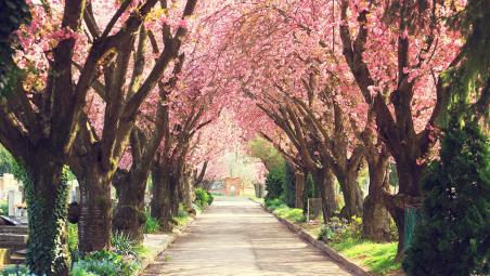 A row of trees blossoming in spring