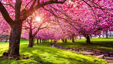Cherry trees in April