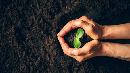 hands holding seedling in soil