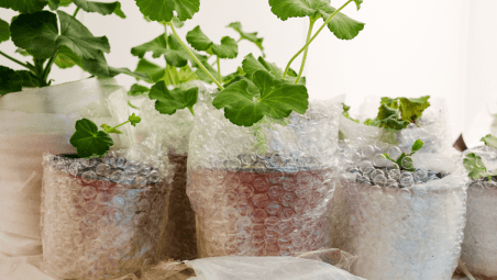 Plant pots in bubble wrap