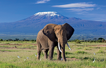 Mt Kilimanjaro